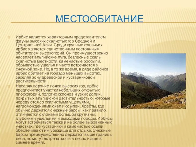 МЕСТООБИТАНИЕ Ирбис является характерным представителем фауны высоких скалистых гор Средней