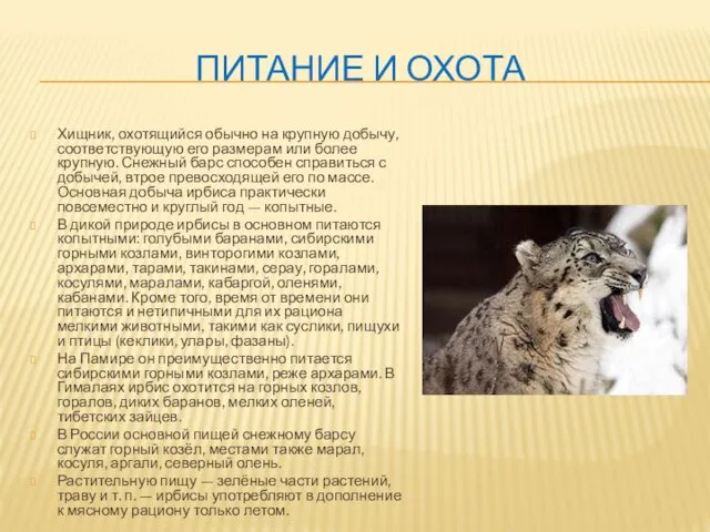 ПИТАНИЕ И ОХОТА Хищник, охотящийся обычно на крупную добычу, соответствующую