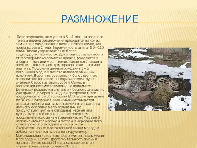 РАЗМНОЖЕНИЕ Половозрелость наступает в 3—4-летнем возрасте. Течка и период размножения