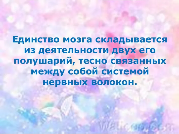 Единство мозга складывается из деятельности двух его полушарий, тесно связанных между собой системой нервных волокон.