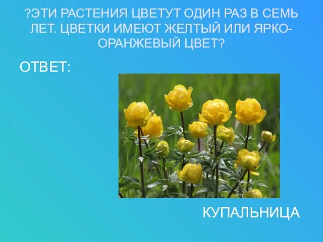 ?ЭТИ РАСТЕНИЯ ЦВЕТУТ ОДИН РАЗ В СЕМЬ ЛЕТ. ЦВЕТКИ ИМЕЮТ ЖЕЛТЫЙ ИЛИ ЯРКО-ОРАНЖЕВЫЙ ЦВЕТ? ОТВЕТ: КУПАЛЬНИЦА