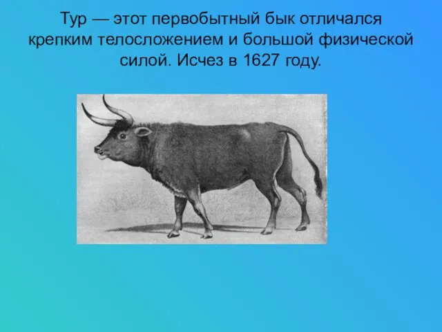 Тур — этот первобытный бык отличался крепким телосложением и большой физической силой. Исчез в 1627 году.