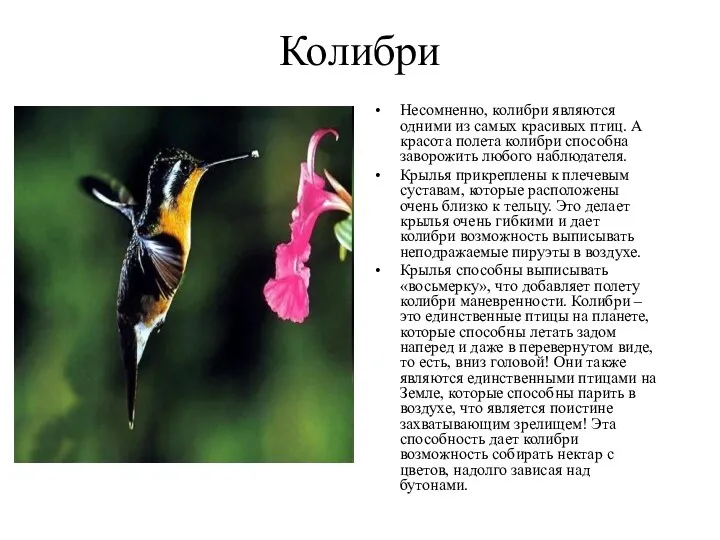 Колибри Несомненно, колибри являются одними из самых красивых птиц. А