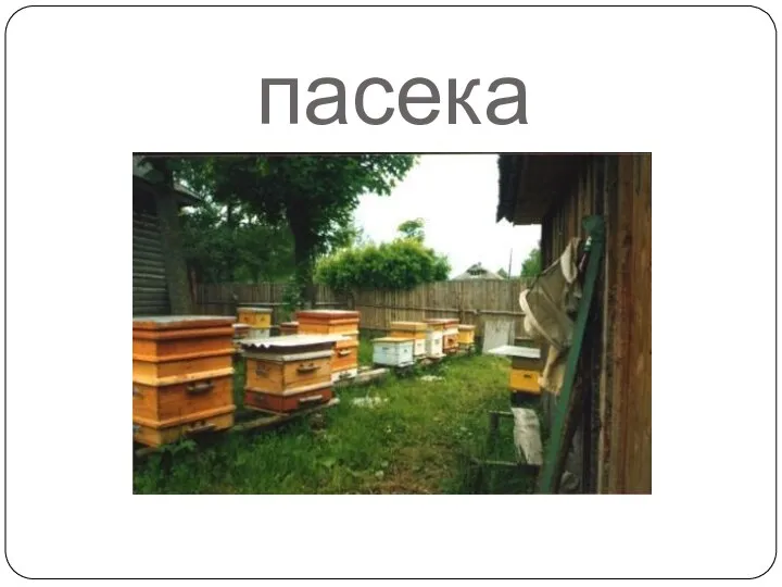 пасека