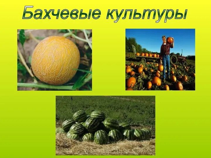 Бахчевые культуры