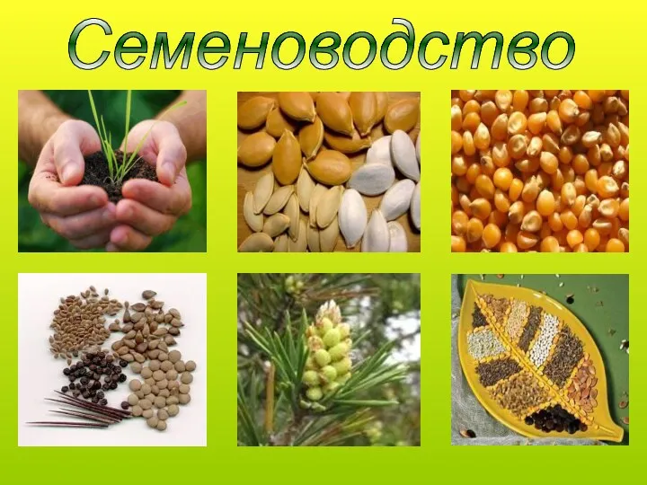 Семеноводство