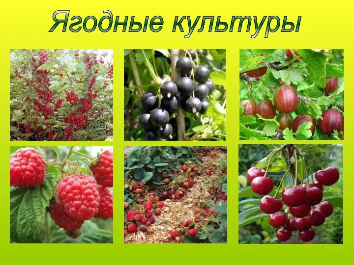 Ягодные культуры