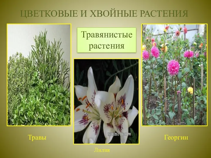 ЦВЕТКОВЫЕ И ХВОЙНЫЕ РАСТЕНИЯ Травянистые растения Георгин Травы Лилия