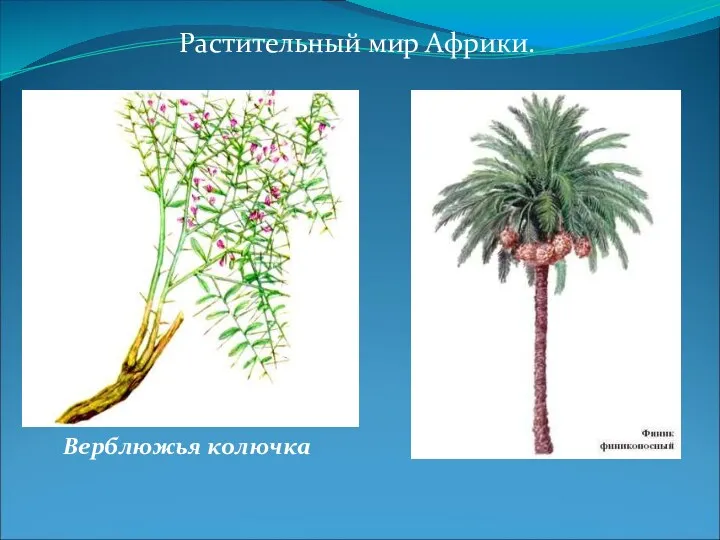 Растительный мир Африки. Верблюжья колючка