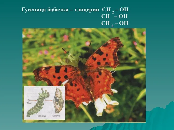 Гусеница бабочки – глицерин СН 2 – ОН СН – ОН СН 2 – ОН