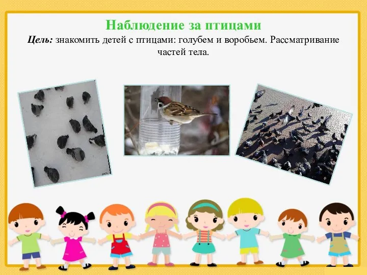 Наблюдение за птицами Цель: знакомить детей с птицами: голубем и воробьем. Рассматривание частей тела.