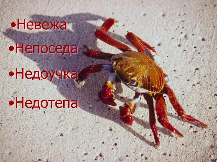 Невежа Непоседа Недоучка Недотепа