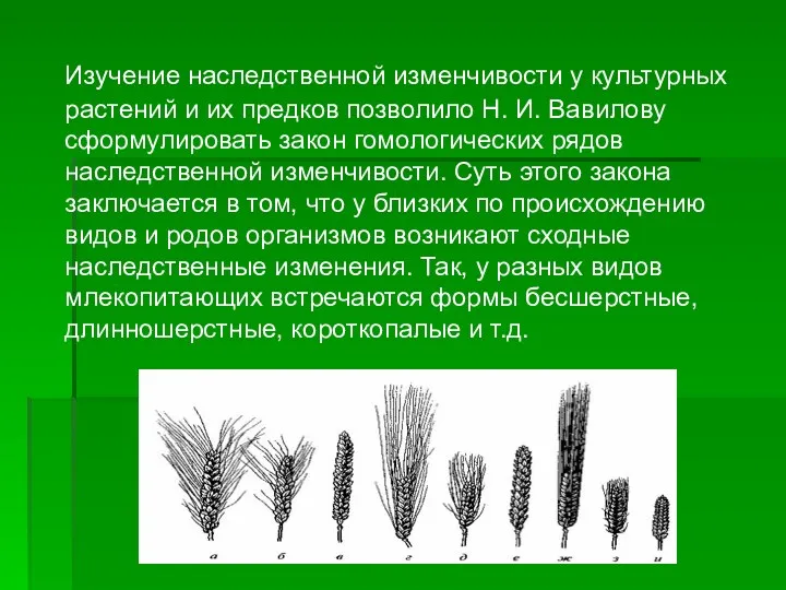 Изучение наследственной изменчивости у культурных растений и их предков позволило