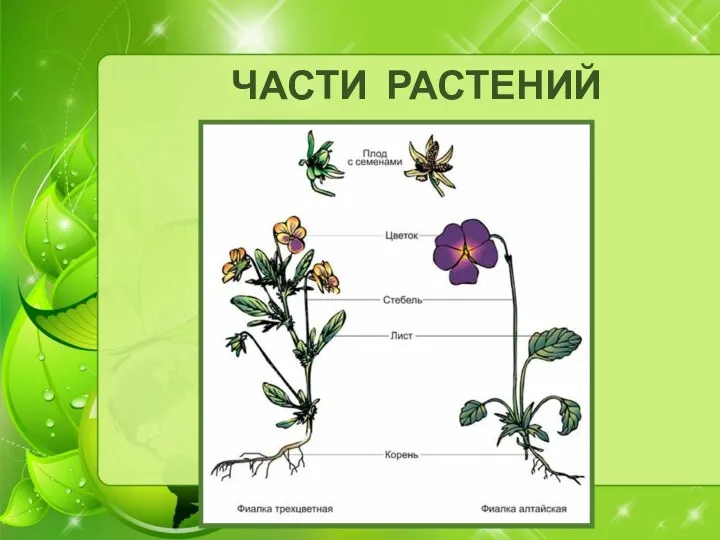 ЧАСТИ РАСТЕНИЙ