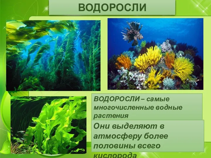 ВОДОРОСЛИ ВОДОРОСЛИ – самые многочисленные водные растения Они выделяют в атмосферу более половины всего кислорода