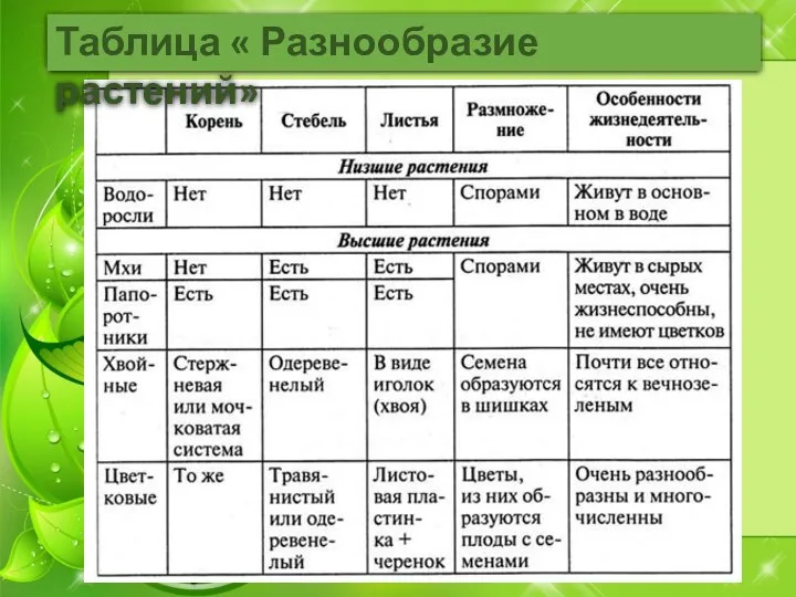 Таблица « Разнообразие растений»