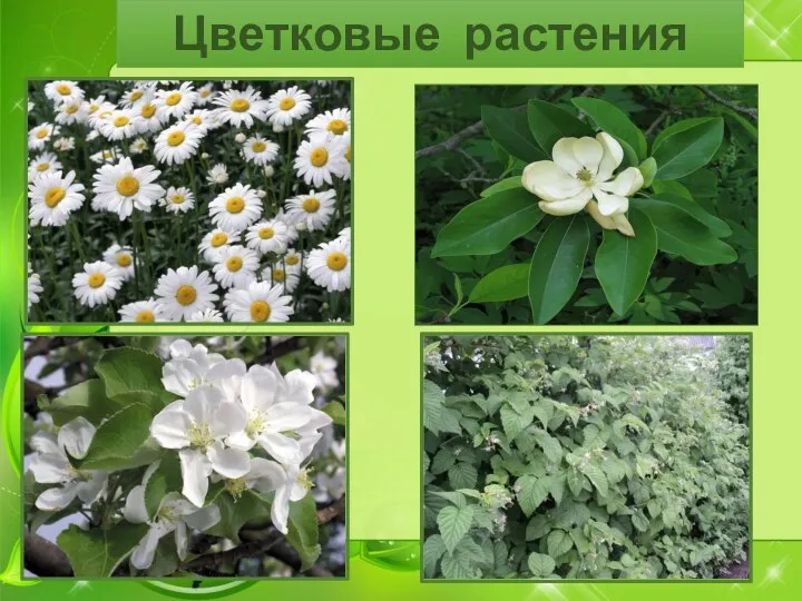 Цветковые растения