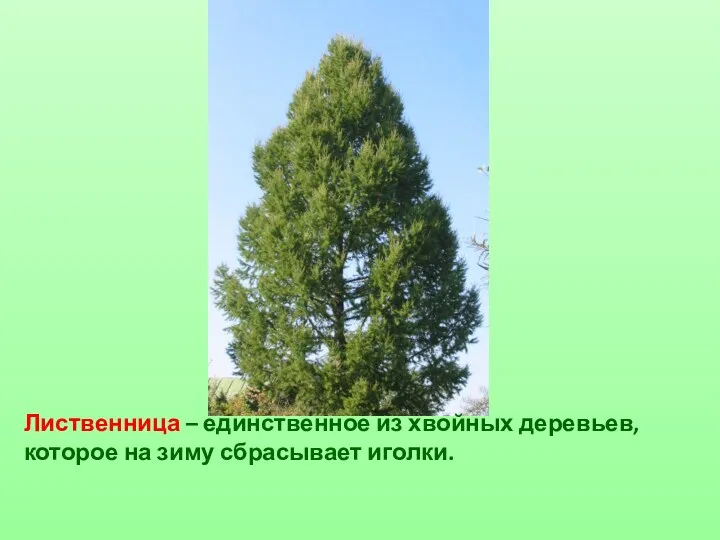 Лиственница – единственное из хвойных деревьев, которое на зиму сбрасывает иголки.