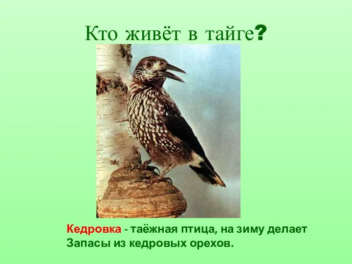 Кто живёт в тайге? Кедровка - таёжная птица, на зиму делает Запасы из кедровых орехов.