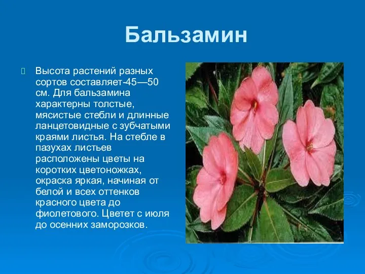 Бальзамин Высота растений разных сортов составляет-45—50 см. Для бальзамина характерны