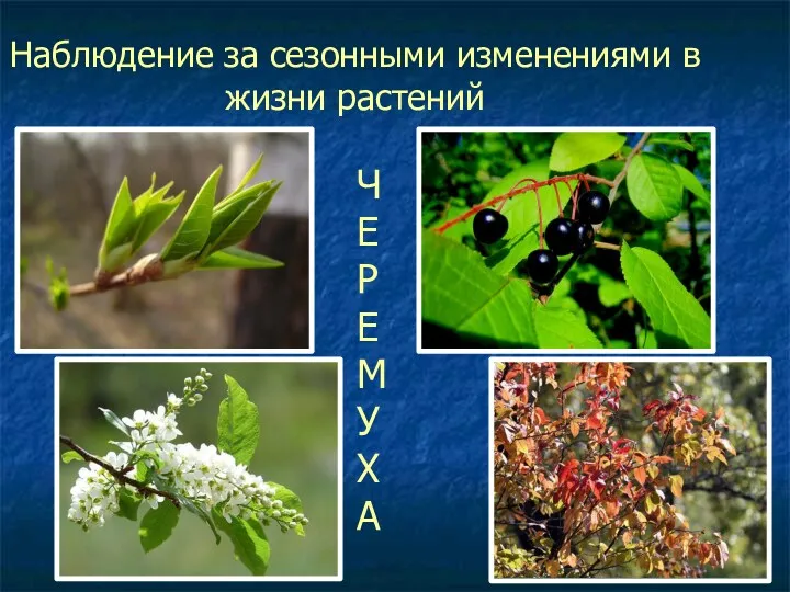 Наблюдение за сезонными изменениями в жизни растений Ч Е Р Е М У Х А