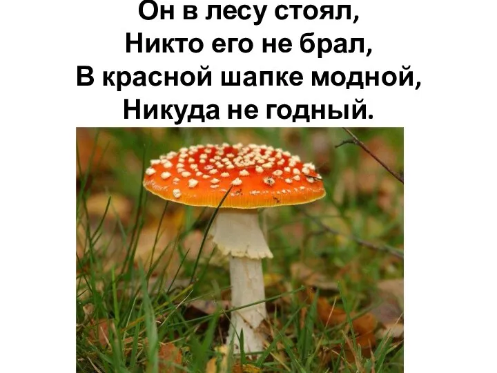 Он в лесу стоял, Никто его не брал, В красной шапке модной, Никуда не годный.