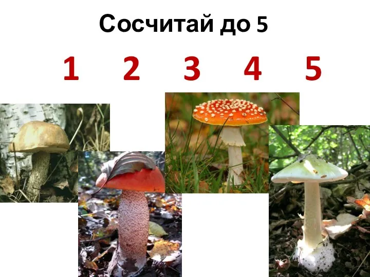 Сосчитай до 5 1 2 3 4 5