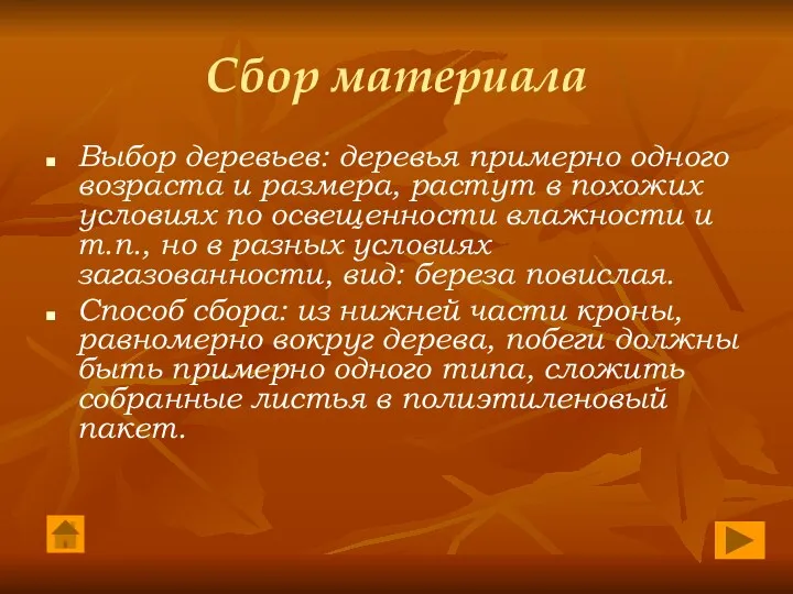 Сбор материала Выбор деревьев: деревья примерно одного возраста и размера,