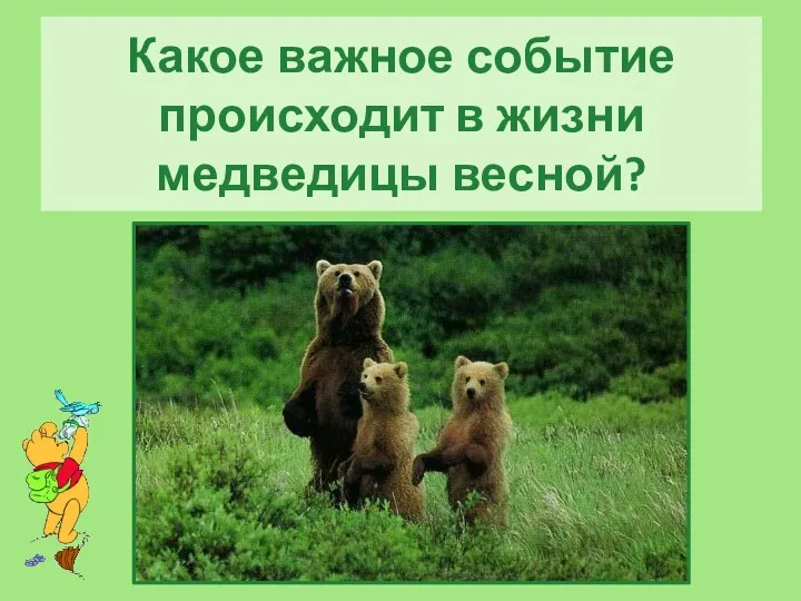 Какое важное событие происходит в жизни медведицы весной?
