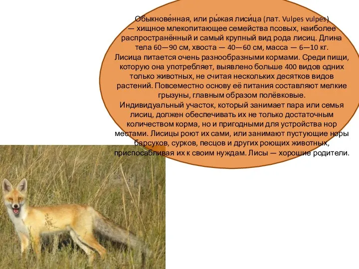 Обыкнове́нная, или ры́жая лиси́ца (лат. Vulpes vulpes) — хищное млекопитающее