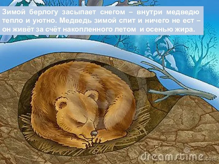 Зимой берлогу засыпает снегом – внутри медведю тепло и уютно.