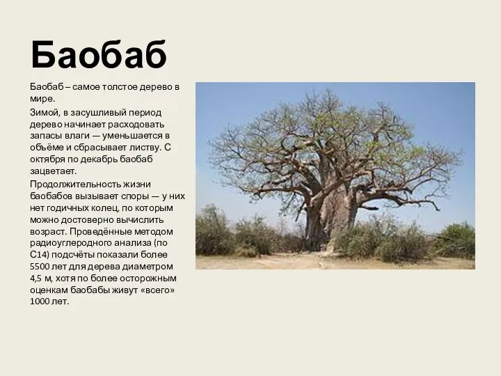 Баобаб Баобаб – самое толстое дерево в мире. Зимой, в засушливый период дерево