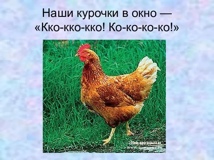 Наши курочки в окно — «Кко-кко-кко! Ко-ко-ко-ко!»