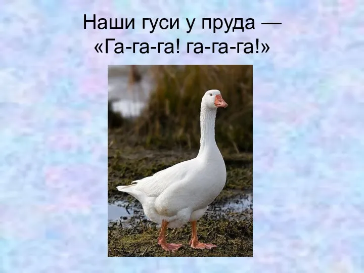 Наши гуси у пруда — «Га-га-га! га-га-га!»