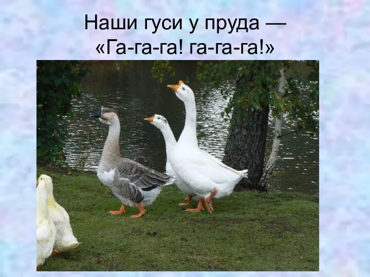 Наши гуси у пруда — «Га-га-га! га-га-га!»