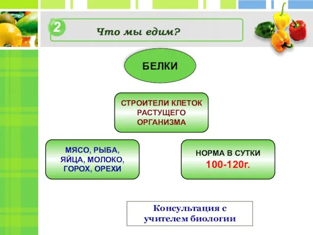 2 4 Что мы едим? Консультация с учителем биологии БЕЛКИ