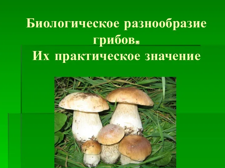 Биологическое разнообразие грибов. Их практическое значение