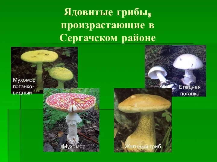 Ядовитые грибы, произрастающие в Сергачском районе Бледная поганка Мухомор Желчный гриб Мухомор поганко-видный