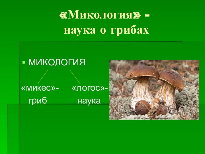 «Микология» - наука о грибах МИКОЛОГИЯ «микес»- «логос»- гриб наука
