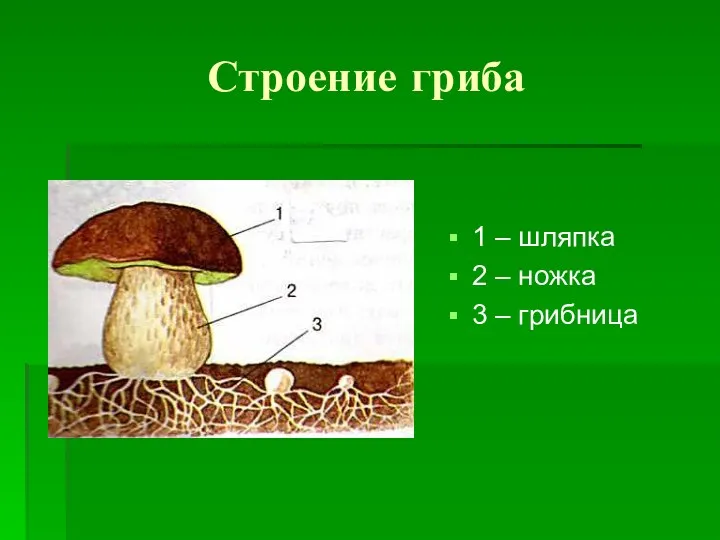 Строение гриба 1 – шляпка 2 – ножка 3 – грибница