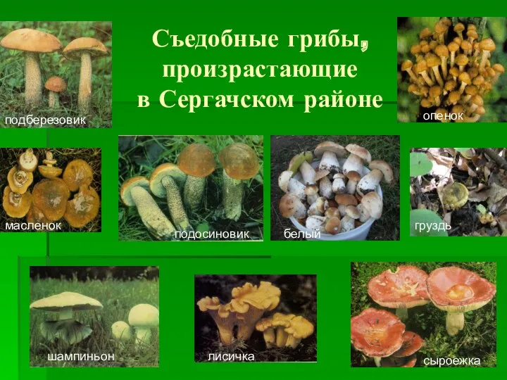 Съедобные грибы, произрастающие в Сергачском районе груздь опенок сыроежка подберезовик подосиновик белый масленок шампиньон лисичка