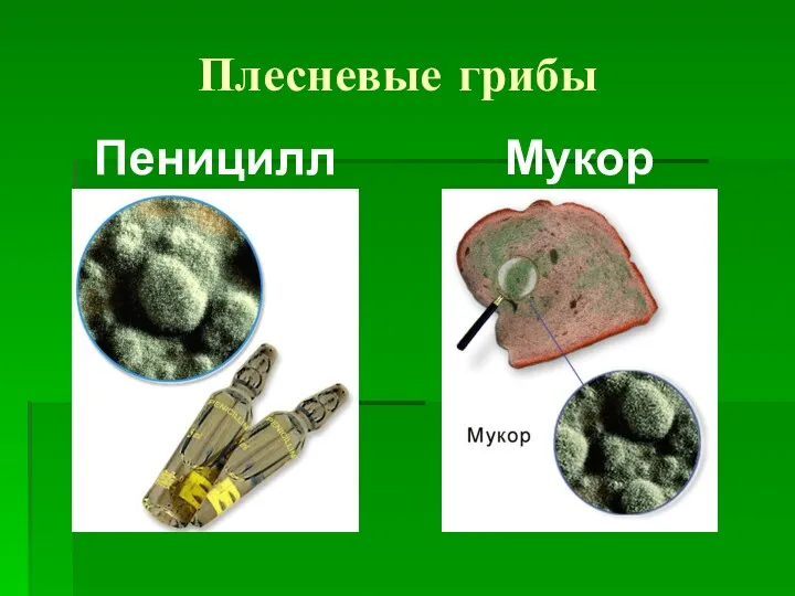 Плесневые грибы Пеницилл Мукор