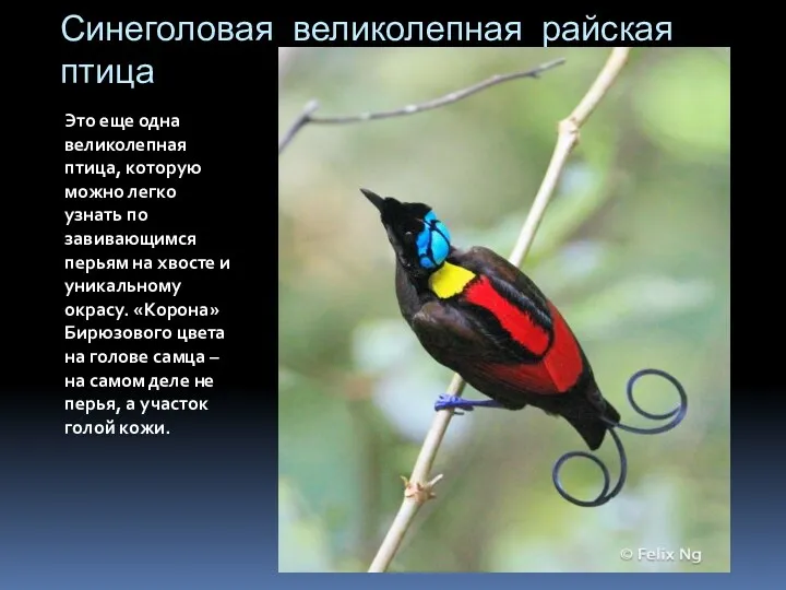 Синеголовая великолепная райская птица Это еще одна великолепная птица, которую