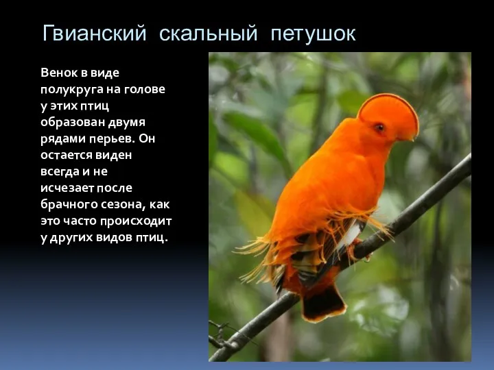 Гвианский скальный петушок Венок в виде полукруга на голове у