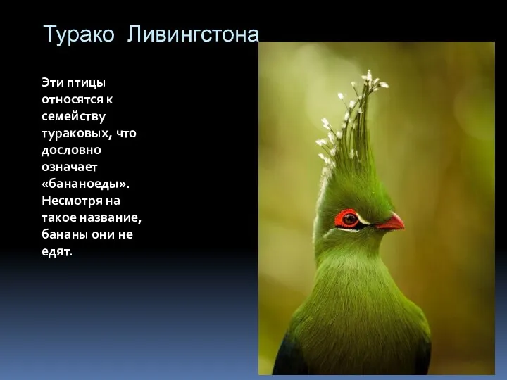 Турако Ливингстона Эти птицы относятся к семейству тураковых, что дословно