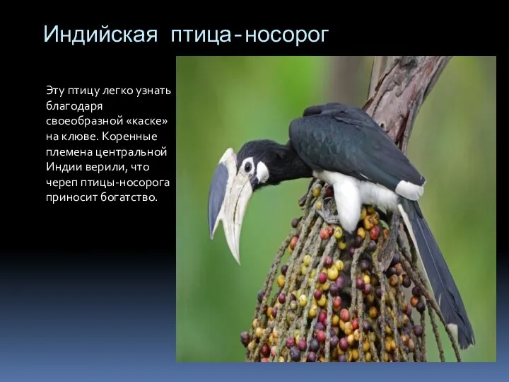 Индийская птица-носорог Эту птицу легко узнать благодаря своеобразной «каске» на