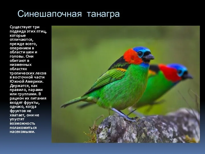 Синешапочная танагра Существует три подвида этих птиц, которые отличаются, прежде