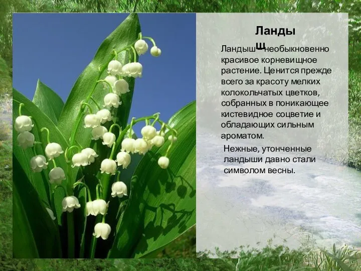 Ландыш Ландыш – необыкновенно красивое корневищное растение. Ценится прежде всего
