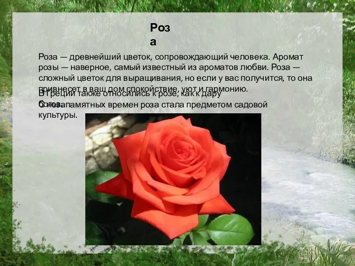 Роза — древнейший цветок, сопровождающий человека. Аромат розы — наверное, самый известный из