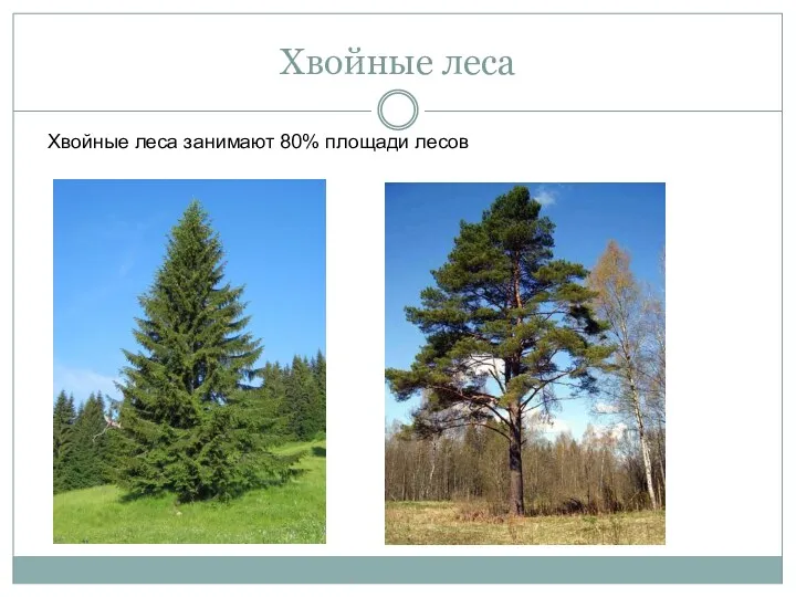 Хвойные леса Хвойные леса занимают 80% площади лесов